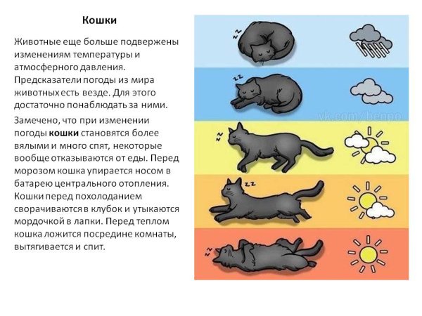 Как определить погоду по животным
