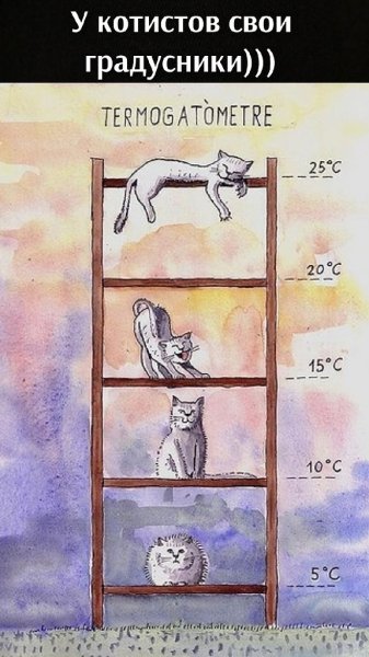 Определение погоды по кошке