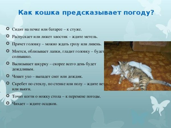 Животные предсказывают погоду