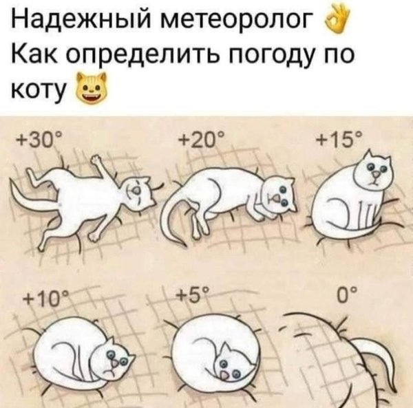 Как понять погоду по коту