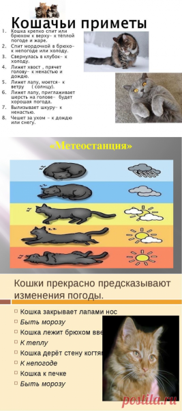 Определяем погоду по кошке