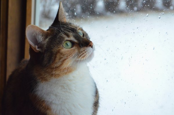 Коты синоптики