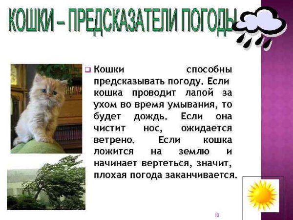 Кошка предсказатель