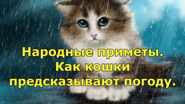 Кошки предсказатели погоды
