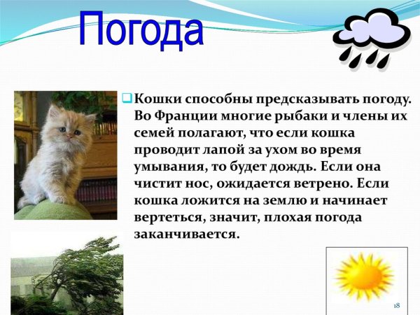 Погодные приметы по кошкам