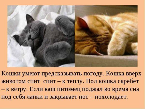 Кошки предсказывают погоду