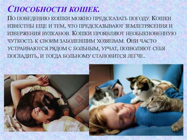 Поведение кошки