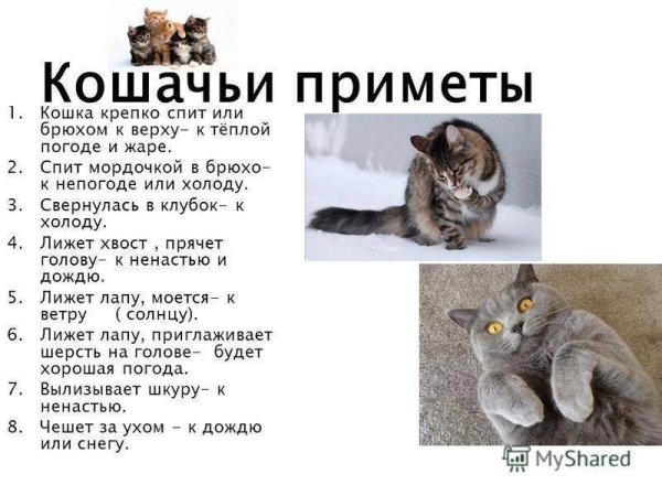 Народные приметы про животных