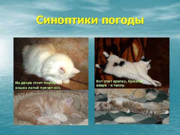 Народные приметы с животными