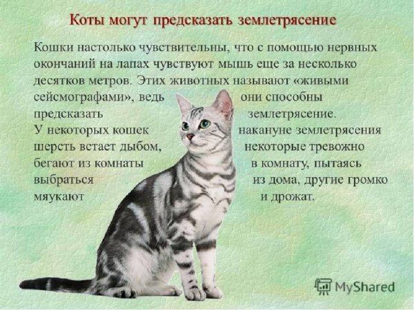 Кошки предсказывают землетрясения