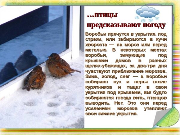 Птицы предсказатели погоды