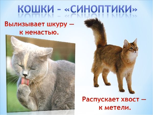 Домашние животные синоптики