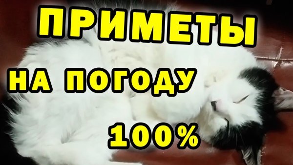 Настроение кошек по погоде