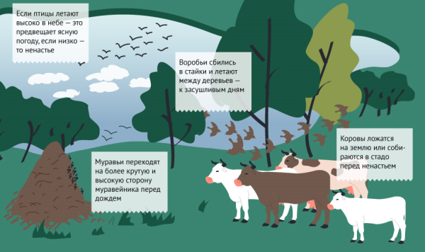 Погодные приметы животных