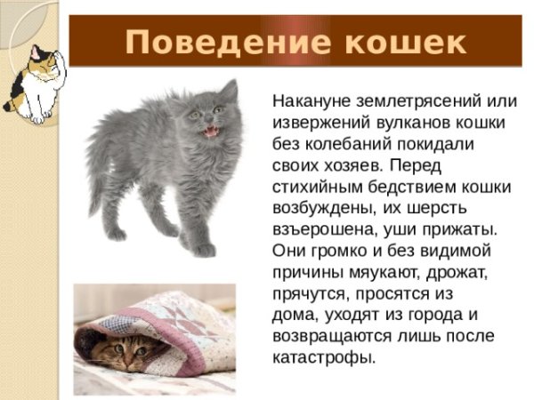 Кошки предсказывают землетрясения