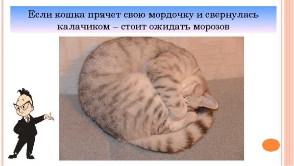 Кот прячет мордочку приметы
