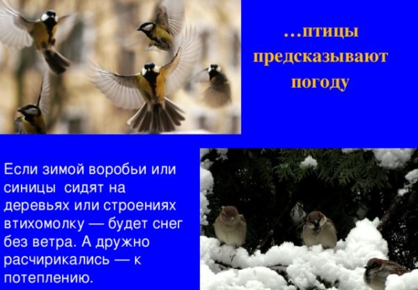 Птицы предсказатели погоды