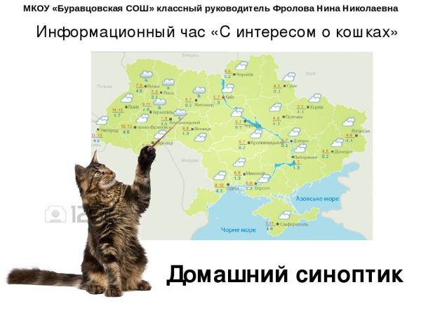 Животные синоптики