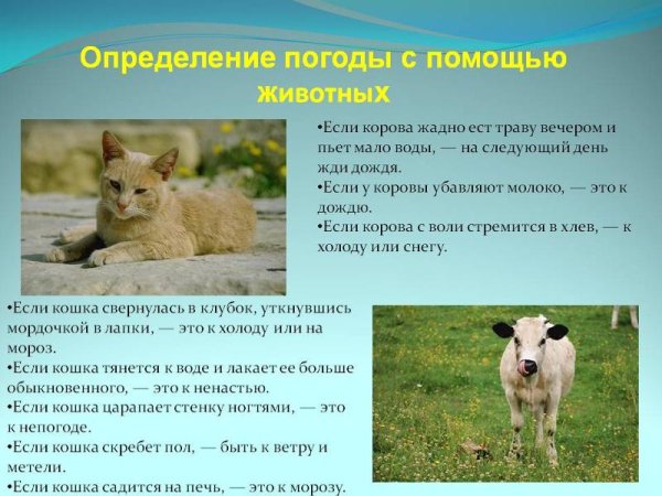 Народные приметы с животными