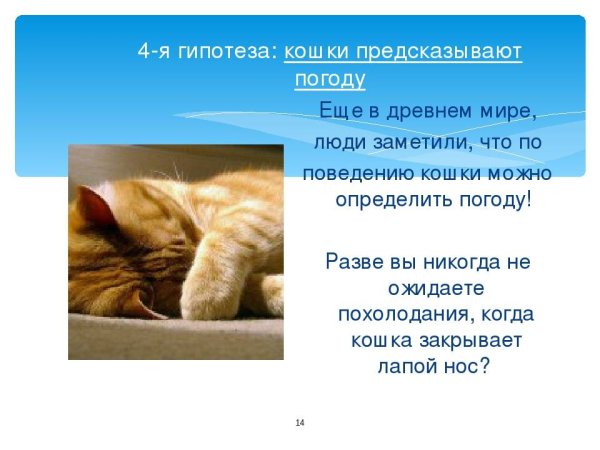 Гипотеза о поведение кошек