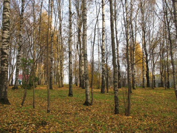 Мичуринский парк Сыктывкар собрание