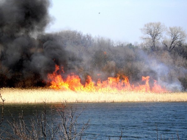 Тростниковые пожары