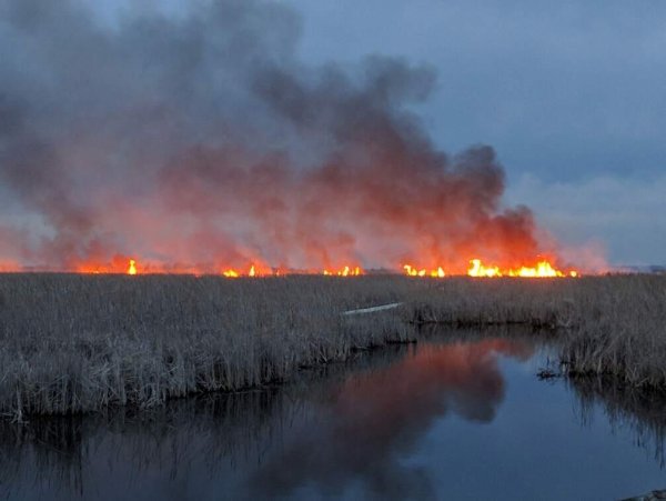 Пожар на болоте