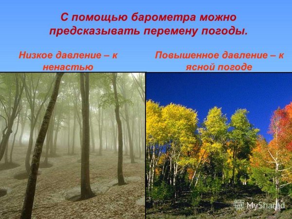 Природные предсказатели погоды