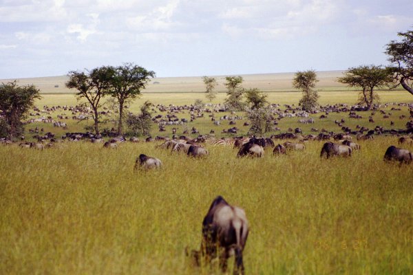 Национальный парк Серенгети Танзания