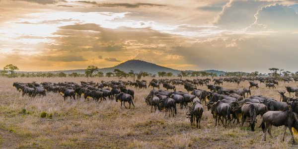 Нац парк Серенгети