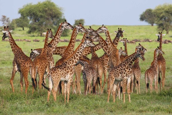 Национальный парк Танзании Серенгети животные
