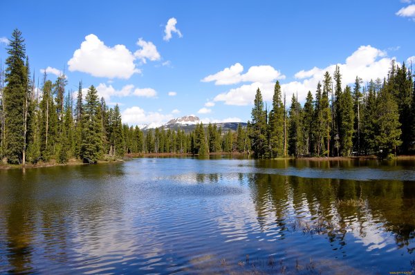 Тайга (хвойные леса) реки Сыктывкар