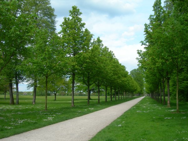 Парк Голицынского дерево