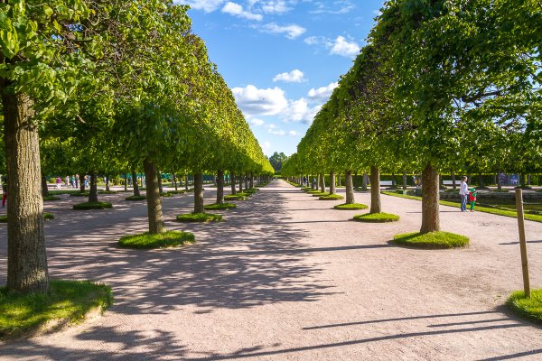 Липовая аллея в Петергофе