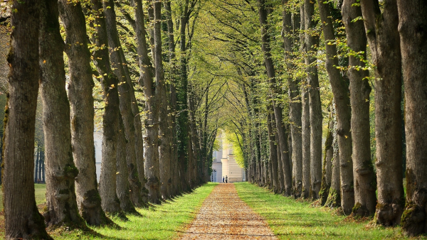 Парк "Липовая аллея" г. Электроугли