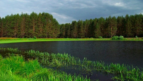Мордовский заповедник Смидовича