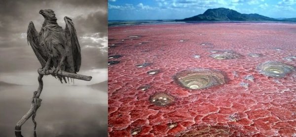 Озеро Натрон мумии