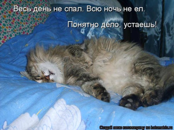 Котик устал и хочет спать