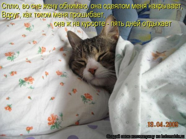 Кошки идут спать