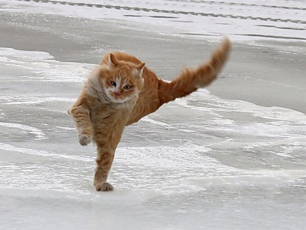 Котик на льду