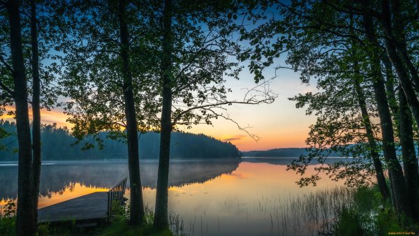 Волга река лес