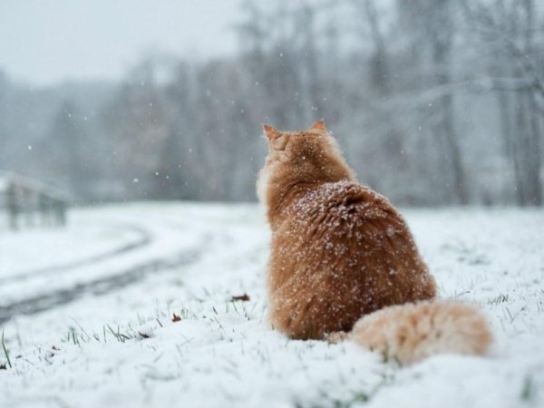 Кот в снегу