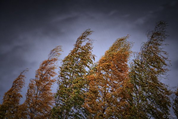 Сильный ветер в лесу