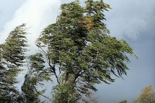 Изображение деревьев в сильный ветер