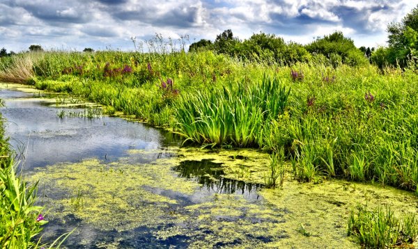 Тина Болотная