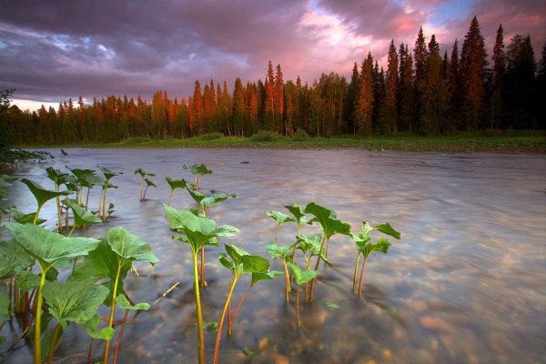 Девственные леса Коми река Печора