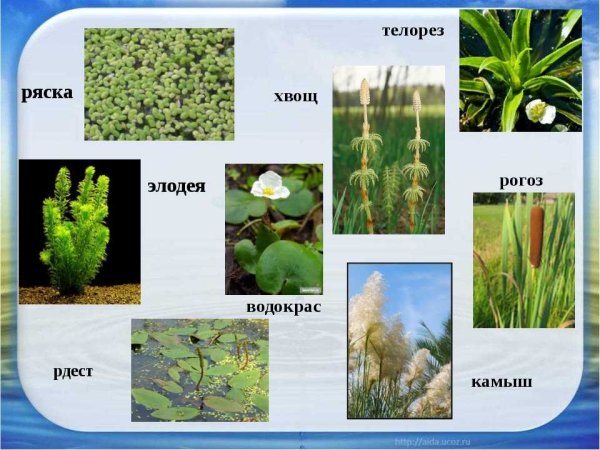 Элодея рдест