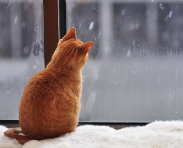 Кот на окне зима