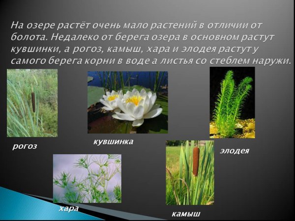 Растения растущие на болотах