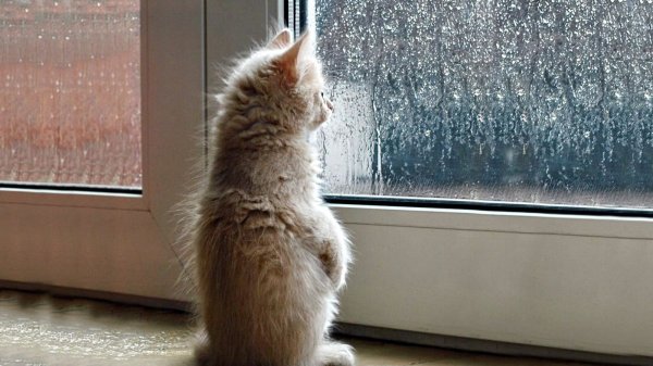 Котенок у окна